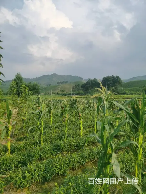 生态茶园 极白白茶 原滋原味 微信： - 图片 1