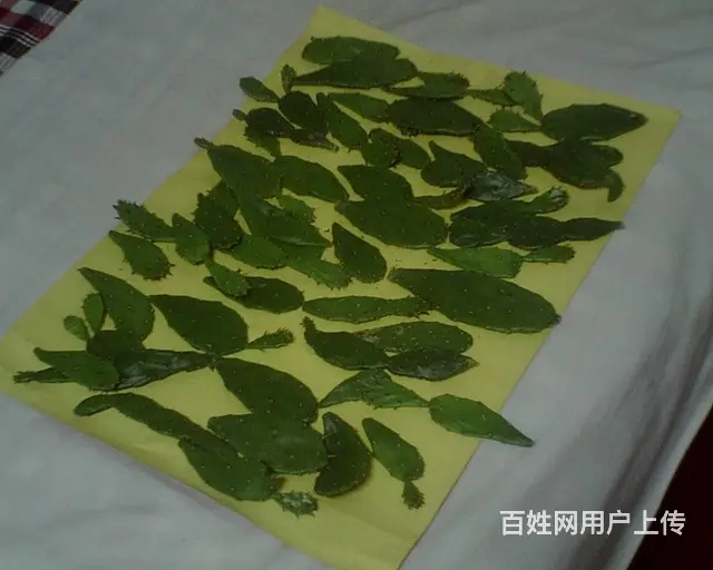 仙人掌 - 图片 2