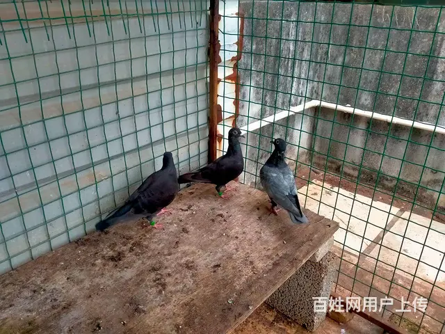 鸽子买卖 - 图片 2