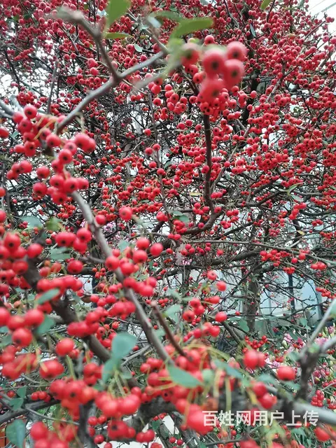 毛坯房出租 - 图片