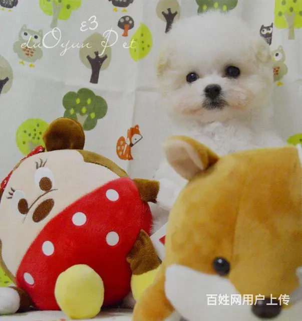 纯种比熊犬，赛级比熊犬，比熊价格专业繁育比熊基地 - 图片 3