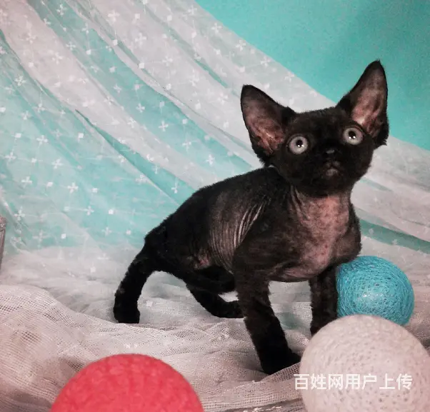 哪里有德文卷毛猫卖 德文真的不掉毛吗 多少钱一只 - 图片 1