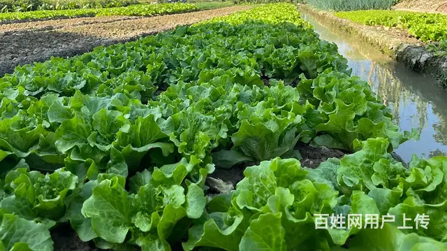 广州市食堂生鲜蔬菜配送企业,货源足,冷链车送货上门 - 图片 1
