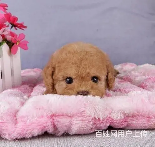 广州纯种贵宾犬价格 狗舍直销 包纯种健康签协议 - 图片 8