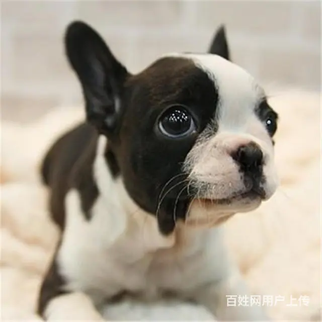 辽源CKU认证法斗基地  法斗犬舍直销 - 图片 7