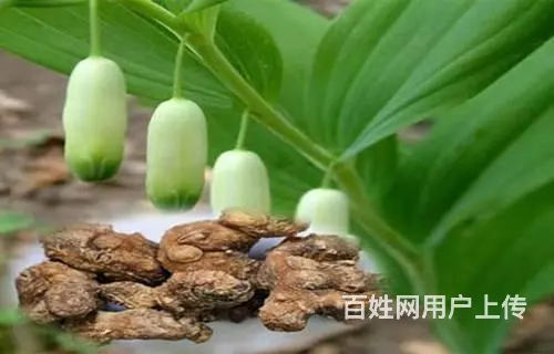 湖北百草堂黄精种植水土保持技术，种苗繁育标准化流程 - 图片 1
