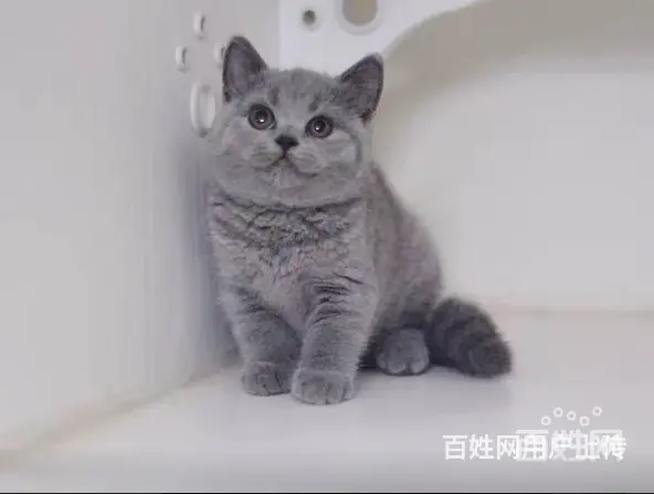 哪里有纯种英短蓝猫 无病无癣包健康疫苗已做保健 - 图片 5