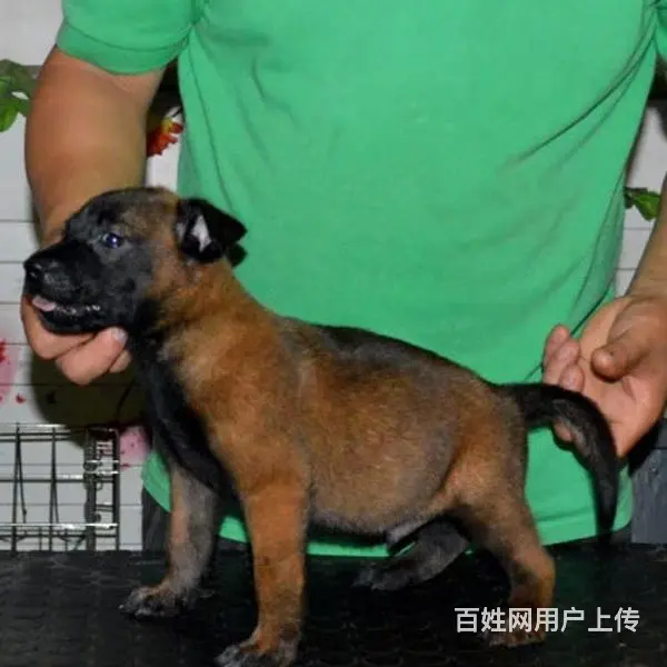 天门卖马犬的养殖场，养殖场马犬一般卖多少钱 - 图片 5