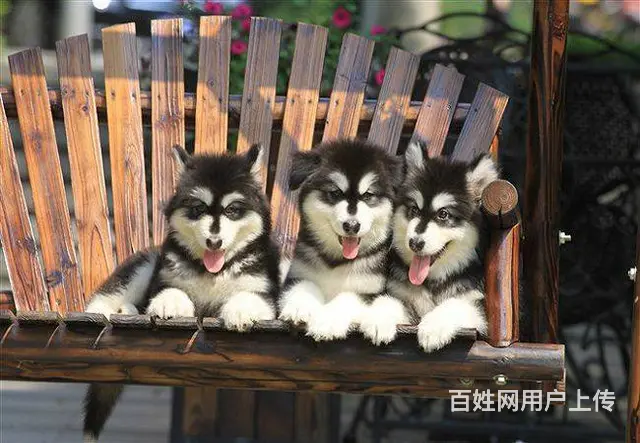 犬舍直销，支持货到付款包健康包纯种，送货上门 - 图片 2