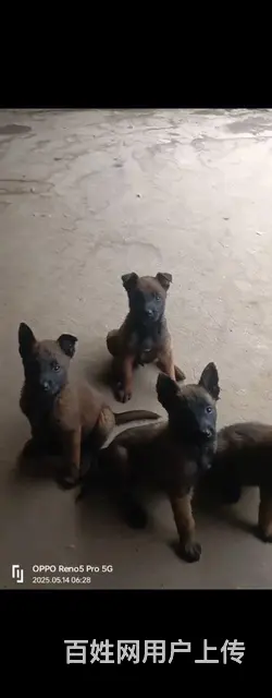 出售马犬幼犬 - 图片