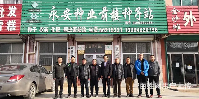 青岛永禾安种业有限公司釜山88樱桃小番茄种子供应 - 图片