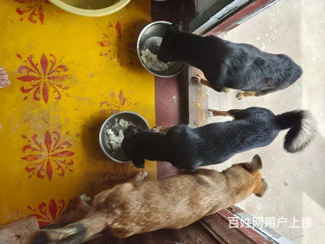小可怜小流浪求领养爱它保护它 - 图片 4