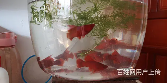 凤尾鱼和红箭鱼低价出卖 - 图片 3