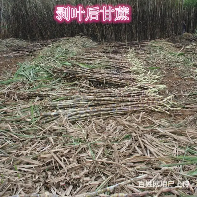 百色牵引式甘蔗剥叶机 甘蔗脱叶机 - 图片 6