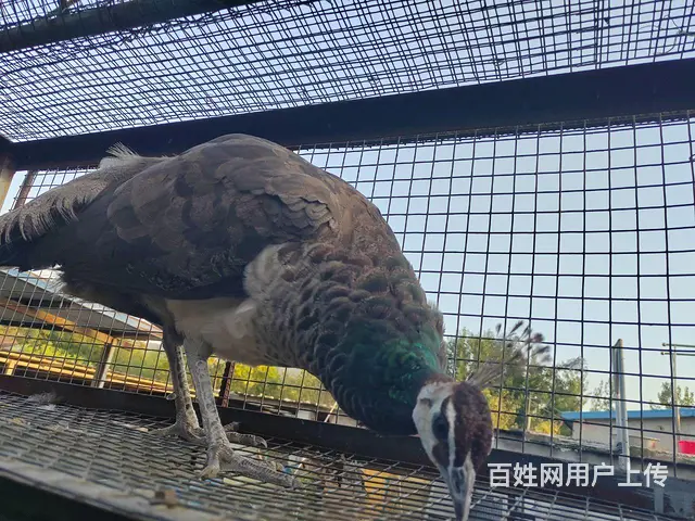 出售孔雀一对 - 图片 4