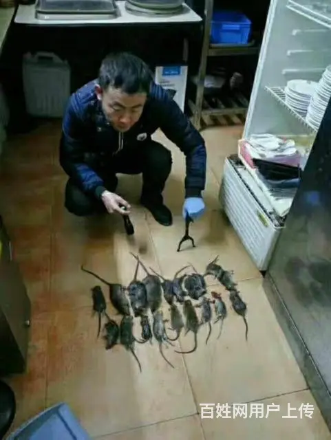 邵阳灭鼠，灭白蚁，灭蟑螂，灭老鼠杀虫 - 图片 10
