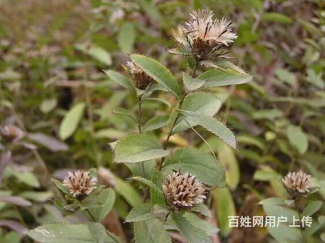 湖北百草堂苍术种植创业致富，利润大前景开阔创富无忧 - 图片 2
