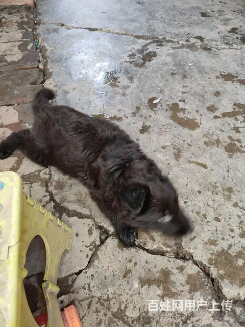 低价出售东德牧羊犬。 - 图片 6
