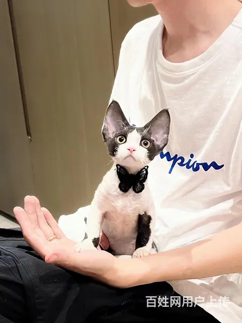 德文卷毛猫对外出售 - 图片 1