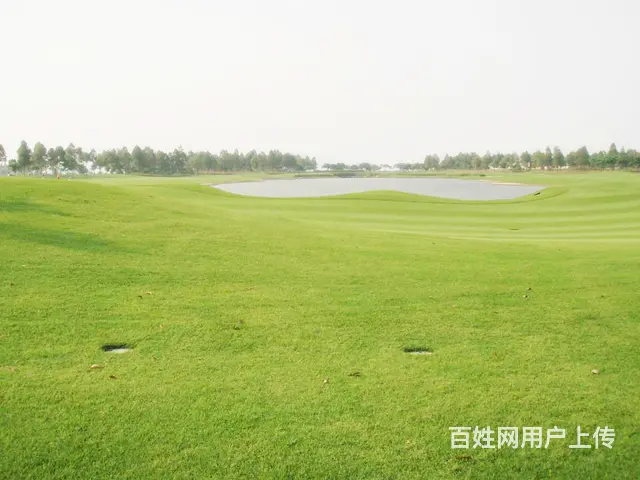 娄底草皮价格怎么样，铺设效果好吗，在哪有草皮买？ - 图片 2