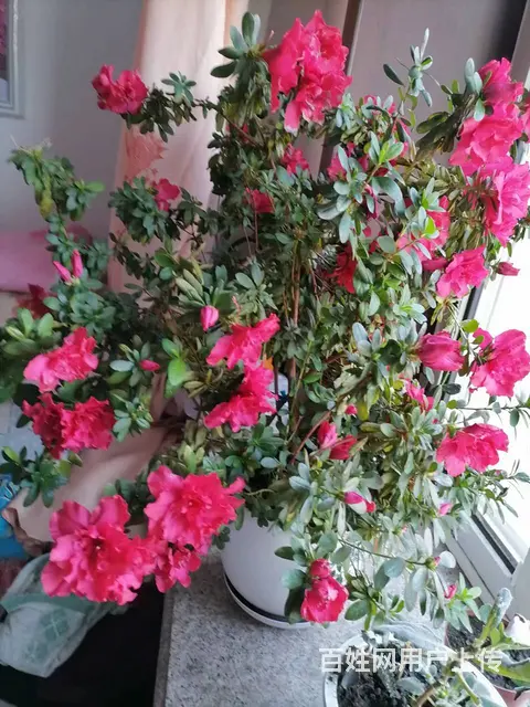 1米高大盆花卉玉树和刺玫杜鹃等出卖 - 图片 6