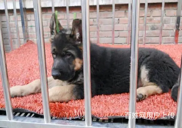 纯种锤系德国牧羊犬出售 北京市德牧幼犬多少钱 - 图片 3