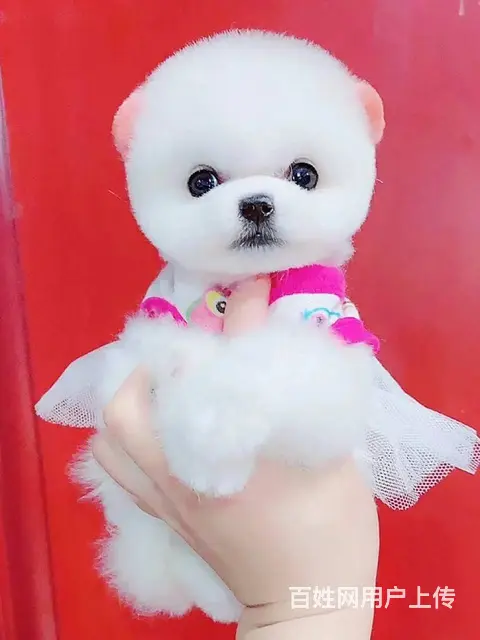 本地推荐精品纯种俊介博美犬纯种健康可签协议 - 图片 1