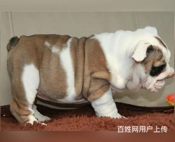 武汉【十年老店】常年繁殖优质血统英牛幼犬 - 图片 4