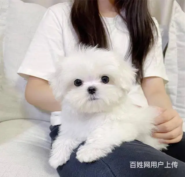 出售精品马尔济斯保健康均有三证保障 - 图片 1