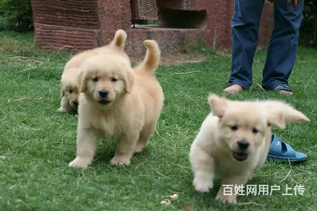 广州纯种金毛犬价格 狗舍直销 包纯种健康签协议 - 图片 11