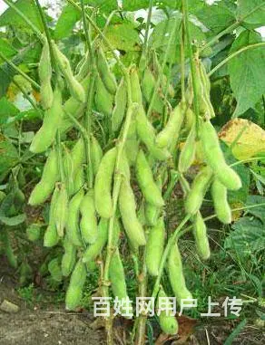 睢宁县梁集镇戚姬村有零散十几亩土地出租 - 图片 9