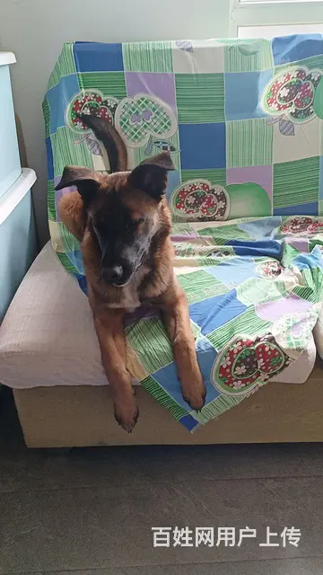 5个半月马犬出售 - 图片 3