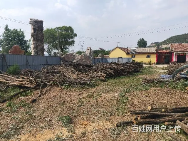 出售槐木 - 图片 6