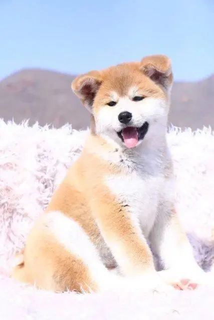 忠犬八公 纯种日系秋田幼崽 秋田幼犬 - 图片 8