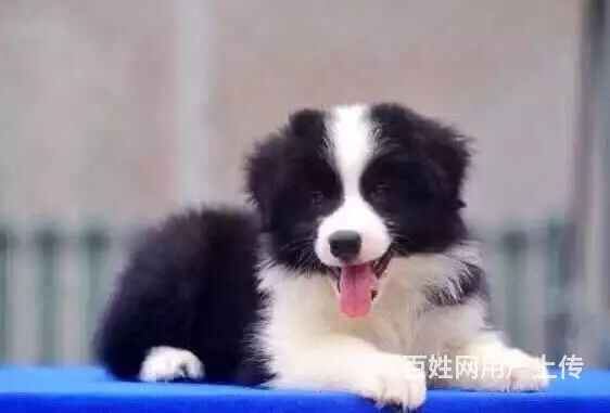 辽阳本地边牧价格，本地哪儿可以买到边牧 - 图片 2