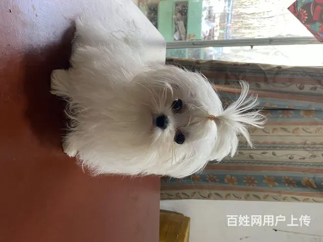 出售家养马尔济斯小狗 - 图片