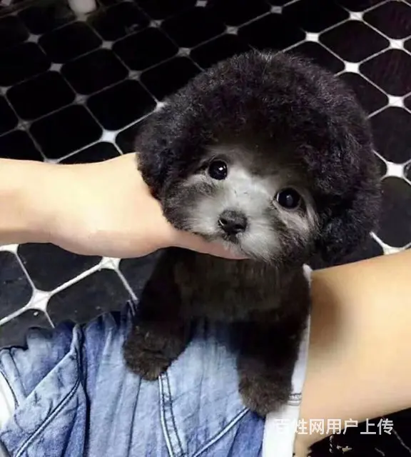 精品泰迪犬 保健康CKU认证品质绝对保障 - 图片 2