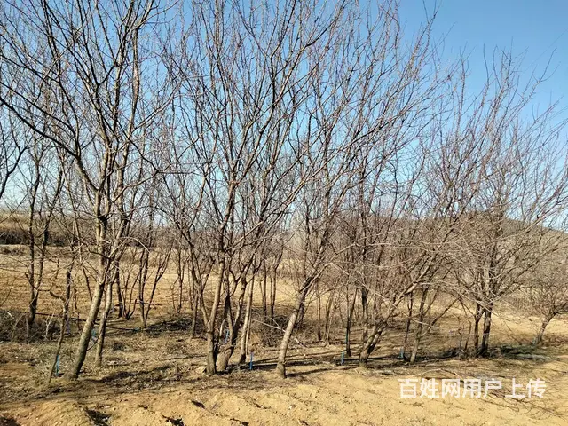急售盛果期杏树桃树苗 - 图片 8