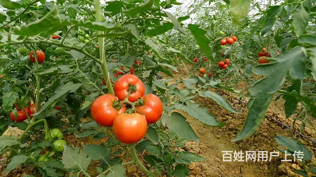 柑橘果树蔬菜杀螨剂抗性红蜘蛛25%阿维·乙螨唑 - 图片 6