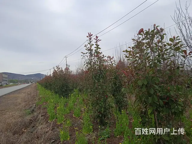 转让转租市中区园林 - 图片 7
