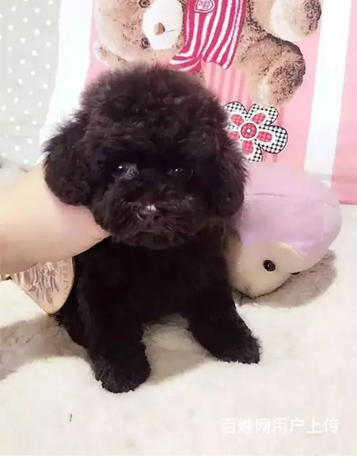 赛级泰迪犬价格 茶杯体泰迪犬出售 北京泰迪犬舍 - 图片 5