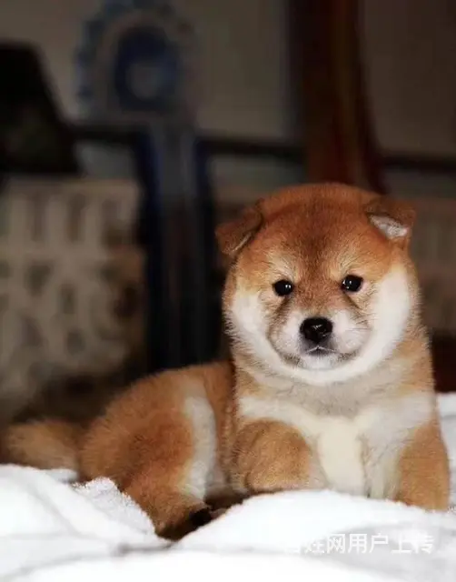 纯种日本柴犬多少钱 北京哪里有卖柴犬 纯种柴犬价格 - 图片 9
