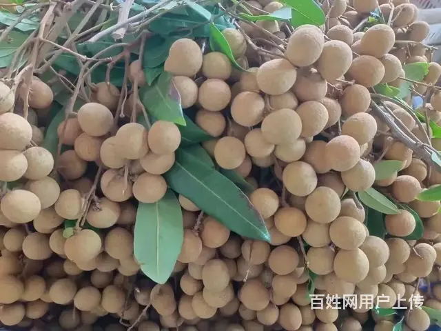 水果供 应水果批发市场全品类水果新鲜配送全成都上 - 图片 1