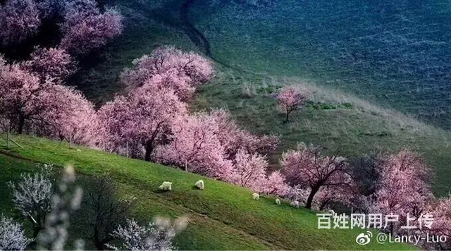 新疆旅游包车租车独立小团 - 图片 6