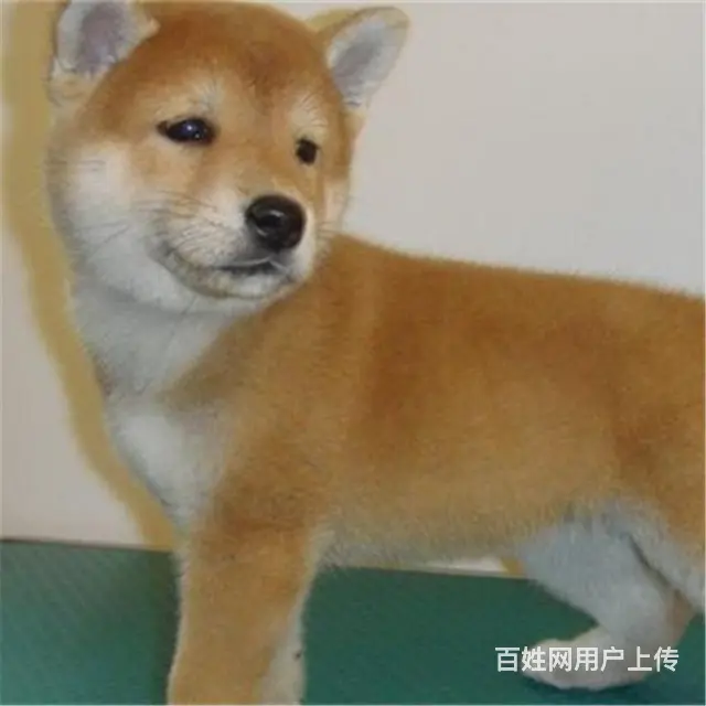 天门哪卖秋田犬，哪有秋田犬，谁家的秋田犬靠谱 - 图片 11