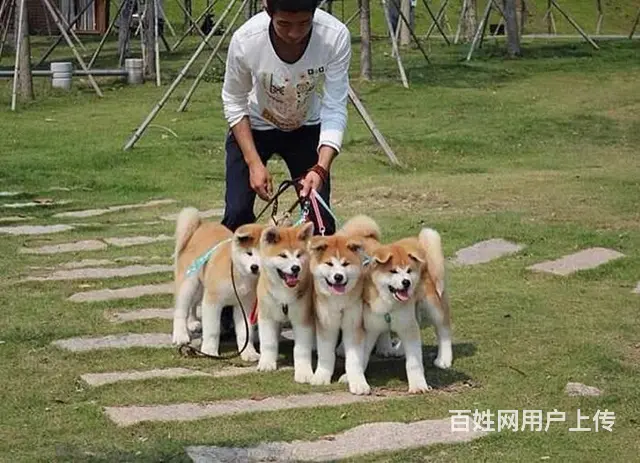哪里有卖日系秋田 赛系秋田价格 同城可送货 - 图片 1