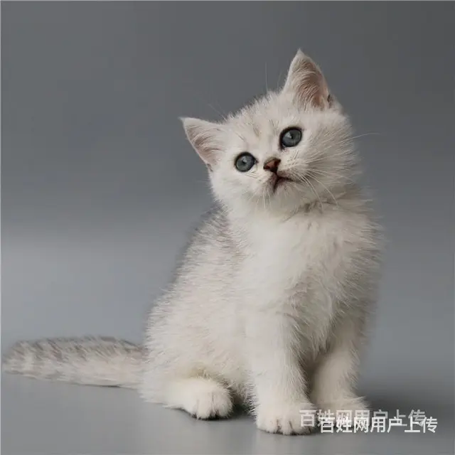 巢湖纯种英短银渐层到手价格 - 图片 11