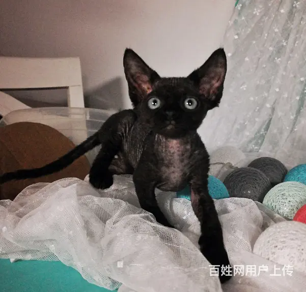 德文卷毛猫本地哪里有卖的 多少钱一只 图片价格 - 图片 4