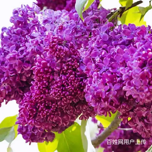 新品种垂丝丁香，欧丁，草坪绿化苗木修剪 - 图片 2