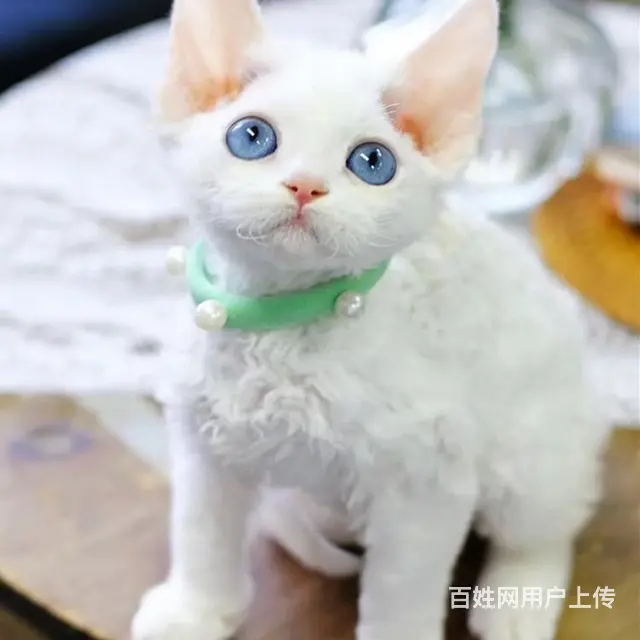 四川自贡德文猫幼崽价格多少 - 图片 4
